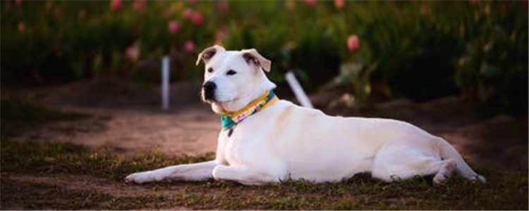 这几种小型犬 不仅可爱还适合看家