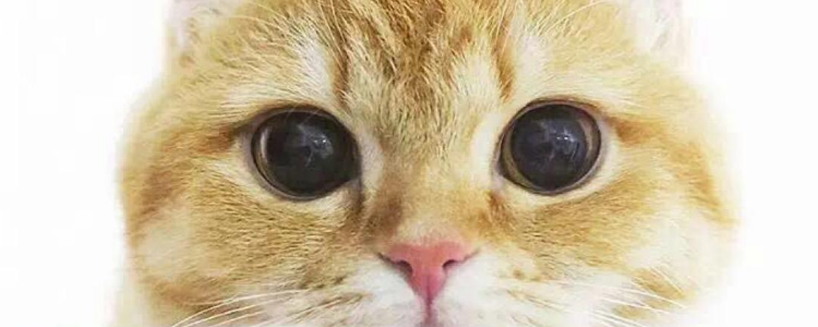 小猫掉毛怎么办 是什么原因