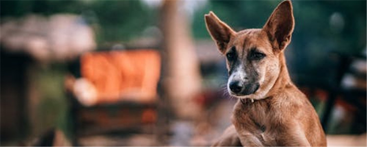 狗狗脱水的症状是什么 如何预防狗狗脱水