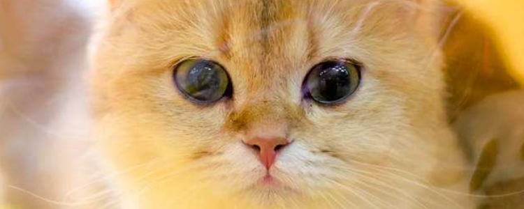 猫太胖了怎么办 做好这四点轻松减肥