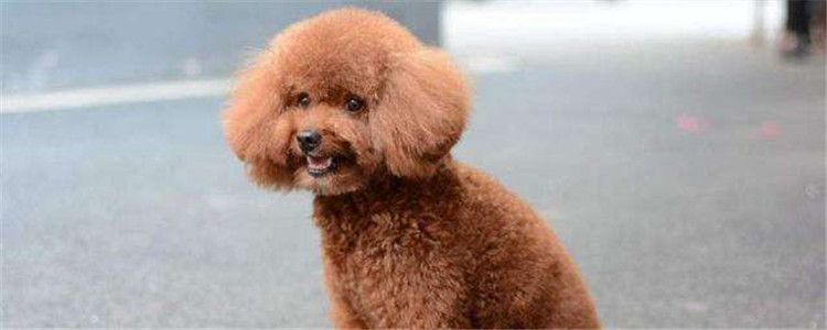 泰迪该怎么喂养 新手如何正确的饲养泰迪