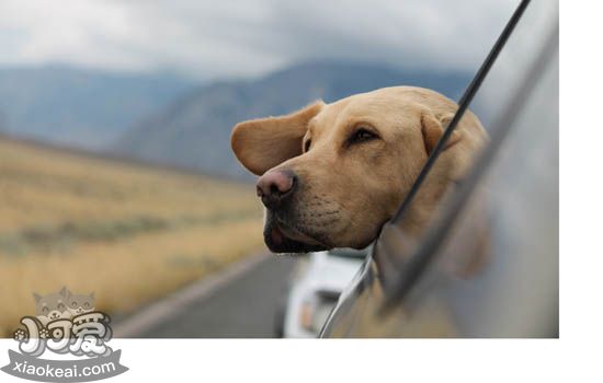 老年犬的护理要点 怎么照顾老年犬让狗狗安度晚年