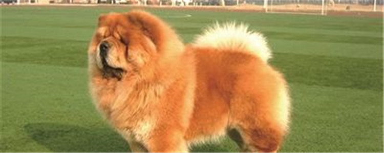 松狮的三大缺点 建议不要轻易养松狮