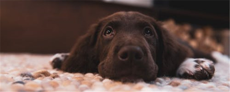 大型犬和小型犬的区别有哪些 你更喜欢哪一种呢