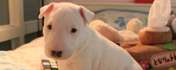 牛头梗性格特点有哪些 你知道这些特点吗