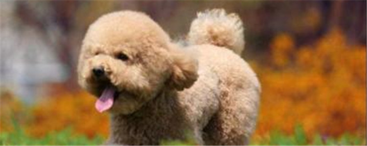 泰迪不舒服的表现有什么 狗狗有可能是在向你发出信号