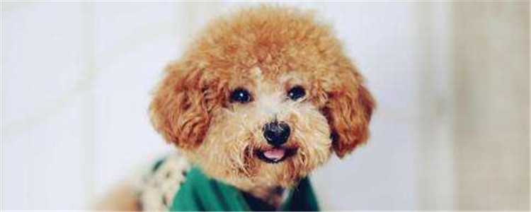 泰迪毛发护理注意事项 做好这些能让狗狗更漂亮