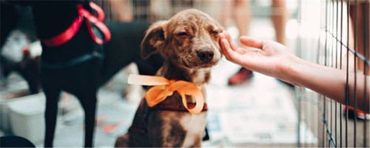 狗狗吃益生菌有什么用 喂狗狗吃益生菌需要注意什么