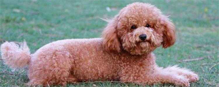 给泰迪绝育的好处是什么 你还没给你家狗狗绝育吗