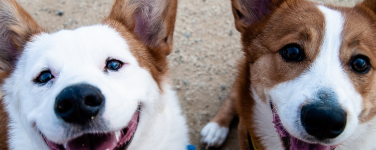 柯基可以吃甘蔗吗 吃甘蔗对狗狗有什么影响呢