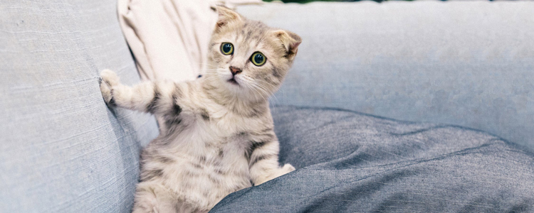 幼猫怎么养 科学喂养奶猫全攻略