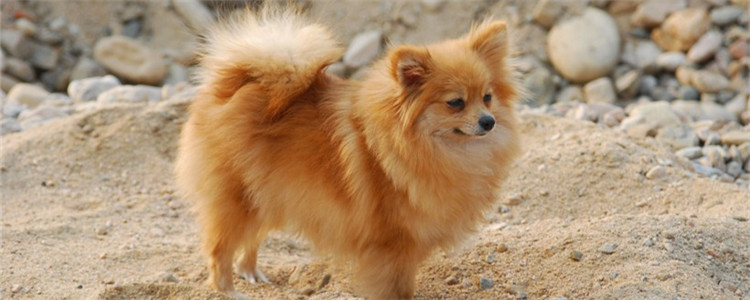 博美生理期可以外出吗 博美生理期要注意些什么