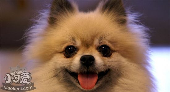 博美生理期可以外出吗 博美生理期要注意些什么