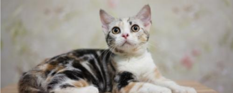 美短该如何饲养 你了解美短吗？