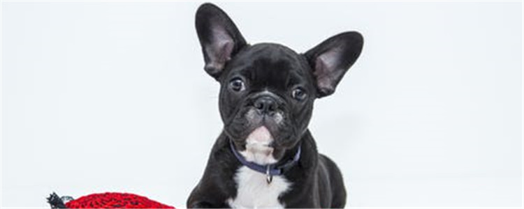 如何延长狗狗寿命 这几招你不得不知道