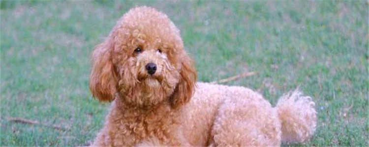 怎样防止泰迪毛发褪色 以下几点你学会了吗