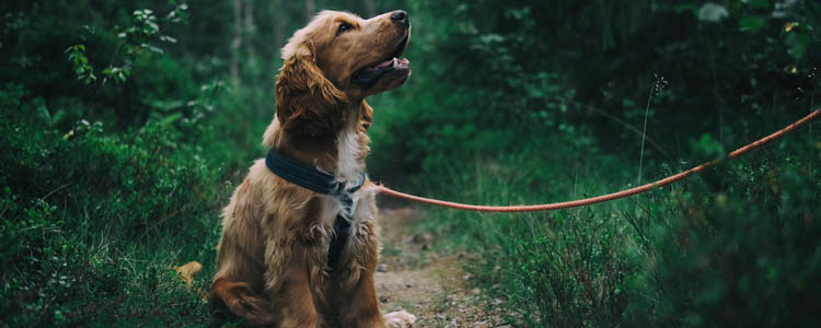 怎么做到让狗狗更长寿 狗狗长寿需要用心照顾