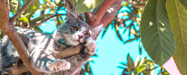 夏天怎么给猫降温 如何让猫咪清爽一夏