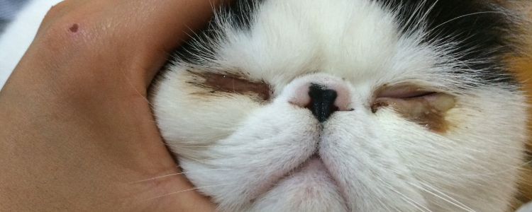 猫眼屎多是什么原因 该怎么处理