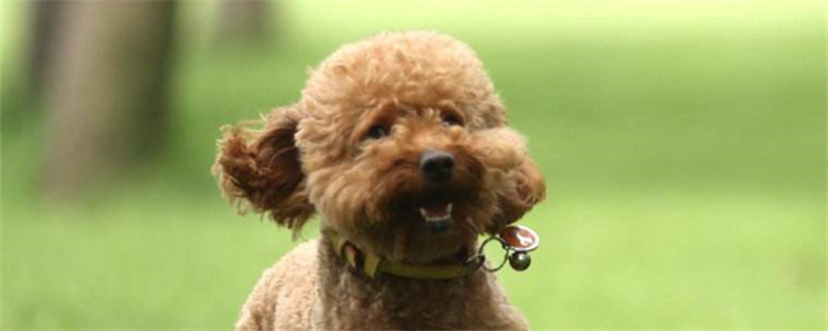 什么样的泰迪不能买 教你如何挑选泰迪