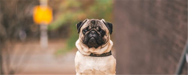 巴哥的缺点有哪些 睡眠浅的人最好不要养