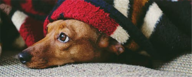 什么狗适合男生养 这四种狗男生绝对无法抗拒