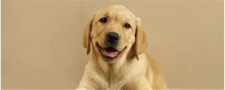 什么样的人不适合养金毛 这几种人劝你最好别养