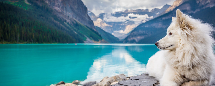 狗狗可以吃小龙虾吗 狗狗吃小龙虾会有什么后果