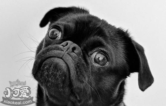 狗肠胃不好怎么办 狗肠胃不佳吃什么调理最好