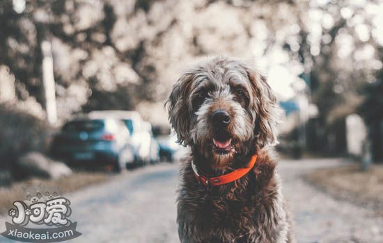 狗肠胃不好怎么办 狗肠胃不佳吃什么调理最好