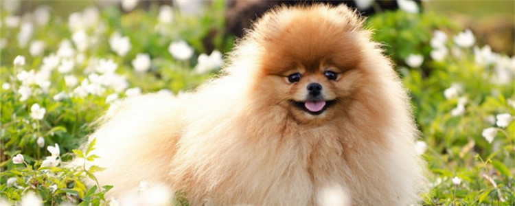 养博美有什么需要注意的 这些注意事项你都知道吗