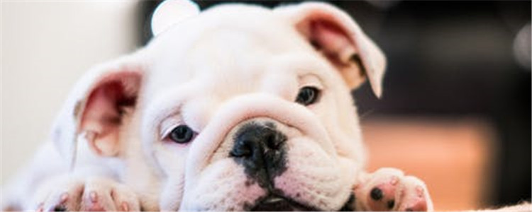 体味小的狗有哪些 这几种狗狗适合爱干净的人养