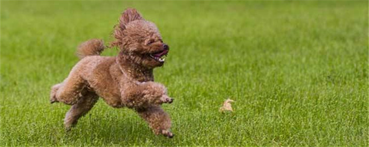 不能对泰迪做的四件事 你真的做好养它的准备了吗