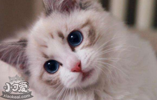 猫可以喝什么奶 教你挑选适合猫咪的奶