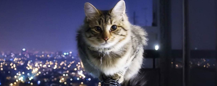 猫需要什么营养 该如何补充