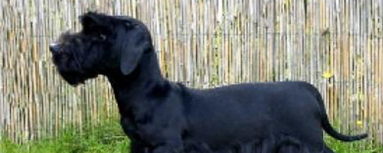 狗体外驱虫要什么牌子好 体外驱虫药到底如何选择