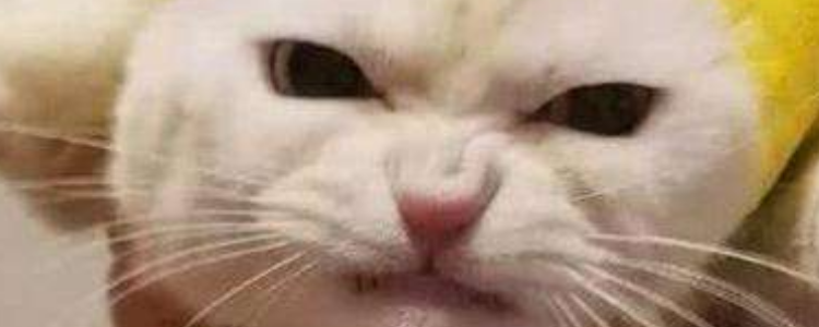 猫犯错误怎么教训 猫犯错可以打吗