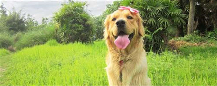 新手养金毛要注意什么 养金毛的注意事项你了解吗