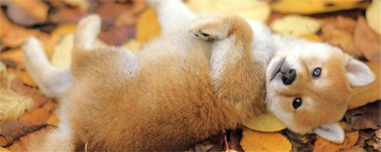 柴犬有什么优点 盘点柴犬五大优点