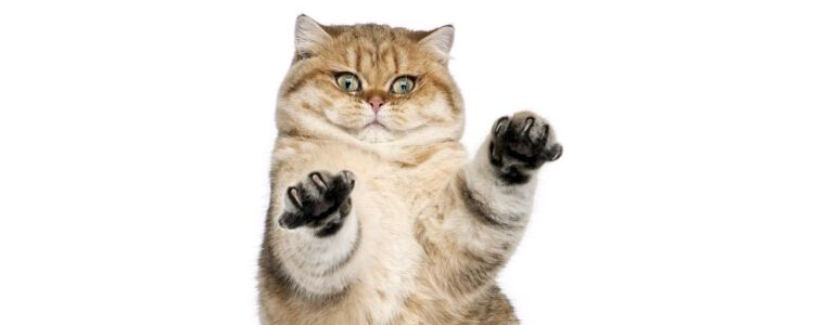 小猫不能吃的食物 这十种你一定要知道！