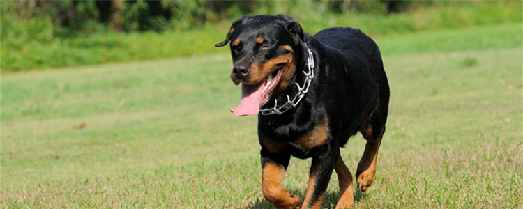 罗威纳有什么缺点 看完之后你还想养它吗