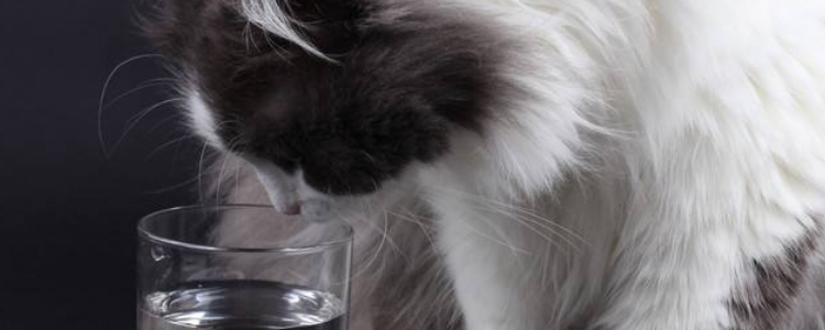 猫喜欢乱吃东西怎么办 猫乱吃东西有什么原因