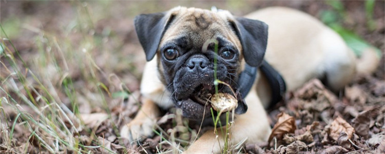 养狗要注意什么 这五件事情千万不能对狗狗做