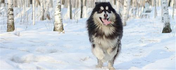 阿拉斯加有什么缺点 饲养阿拉斯加一定要看好它