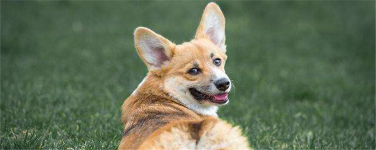 柯基有什么优点 难怪柯基如此招人喜欢