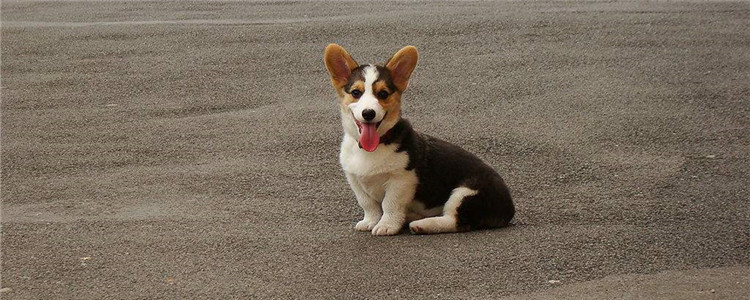 柯基的优点是哪些 难怪连英国女王都喜欢它