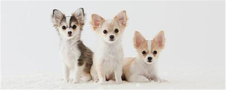 凶猛的小型犬有哪些 这五种狗狗不容小觑