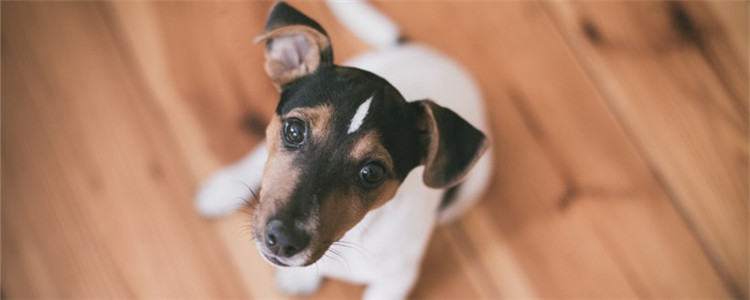 狗狗为什么毛发粗糙 这四大原因你知道吗