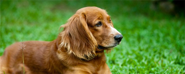 狗狗毛发粗糙吃什么 这四种食材能改善狗狗毛发粗糙