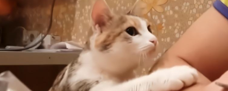 猫可以吃剩饭剩菜吗 长期吃会有害吗